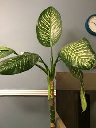 Dumb Cane Plant Dieffenbachia Sp This Appears To Be A Dumb Cane Plant One Of The World S Favorite Hou Container Plants Dumb Cane Plant Plant Identification