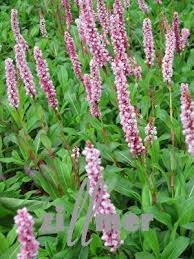 About press copyright contact us creators advertise developers terms privacy policy & safety how youtube works test new features press copyright contact us creators. Perennial Nursery Polygonum Affine Darjeeling Red