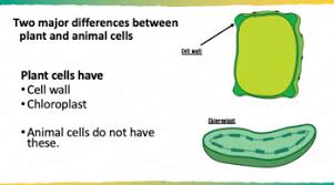 Maybe you would like to learn more about one of these? Plant And Animal Cells Powerpoint Lesson With Cornell Notes By Ignite Teaching