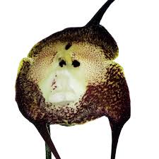 Dracula simia — Ecuagenera USA Corp