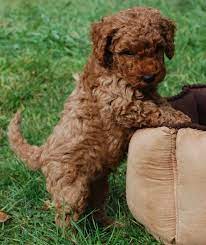 Labradoodle Puppies For Sale Labradoodle Puppy Labradoodle Puppies For Sale Labradoodle