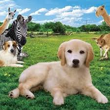 Since the beginning of time, the dog has been our companion in hunting, defending, and in life. Famous Dogs And Famous Dog Names With Images And Information