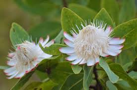 Image result for Protea madiensis