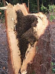 The only way to make sure you prevent reinfestation is to cut down the tree. Inside Of Tree Full Of Bees Bee Keeping Bamboo Landscape Bee Hive
