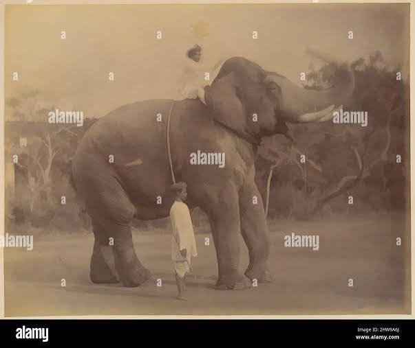 Saluting elephant hi-res stock photography and images - Alamy