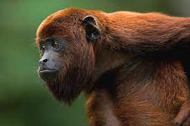 Red Howler Monkey Alouatta Seniculus Primates Haplorhini Endangered Animals Most Endangered Animals Howler Monkey