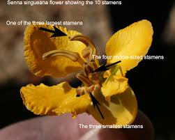 Image result for Senna singueana