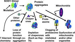 Amyotrophic lateral sclerosis (als) is a progressive neurological disease that reduces and eventually eliminates patients' muscle control. Molecular Mechanisms In Als Notes On Medicine Surgery