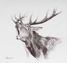 Jelen Szkic Deer Sketch Dessin Chasse Cerf Dessin Croquis Animaux