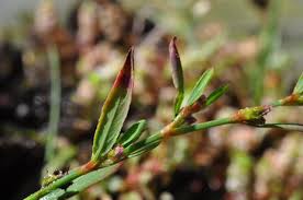 Image result for Polygonum aviculare