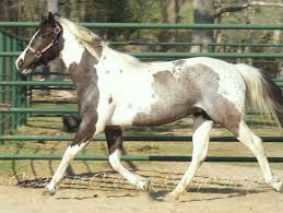 Black And White Paint Horses For Sale In Colorado Pin On Horses