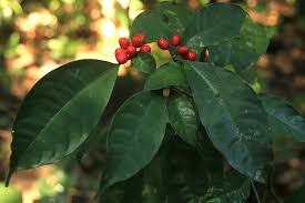 Image result for Rauvolfia mannii