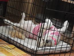 With a puppy whining like this through the night, sleepless nights are a common frustration that many new puppy owners have to endure. Crate Training Your Dog Hshv