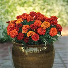 Pin On Garden Flowers