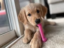 Golden doodle plays with leaf