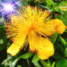 Check spelling or type a new query. Johanniskraut Hypericum Calycinum