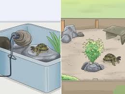 Per cui mai dare alla tartaruga avanzi di pasta condita, carne e. Come Creare Un Habitat Per Le Tartarughe Di Terra