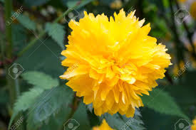 Indem sie gelben lein in ihrem naturnah bewirtschafteten garten ansiedeln, leisten sie einen wertvollen beitrag zum erhalt der sonnengelben blütenpracht. Grosse Gelbe Blume In Einem Garten Lizenzfreie Fotos Bilder Und Stock Fotografie Image 40223433