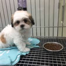 Woofmeow family pet center local pet food and supply store is a healthy pet shop near derry with everything you need for your dogs & cats. Family Pet Center 24 Photos 36 Reviews Pet Stores 1401 Greenbrier Pkwy Chesapeake Va Phone Number