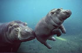 3 x 2 x 1.5 in. Perfectly Pudgy Newborn Hippo Arrives At The San Diego Zoo Smart News Smithsonian Magazine