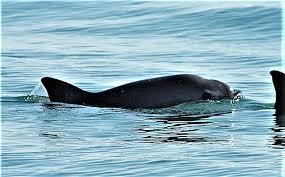 Maybe you would like to learn more about one of these? Vaquita Marina Caracteristicas Habitat Alimentacion Reproduccion