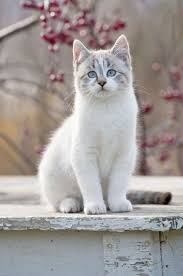 Pin On Beautiful Cats