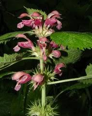 Image result for Equilabium stenosiphon