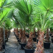 Image result for Washingtonia robusta