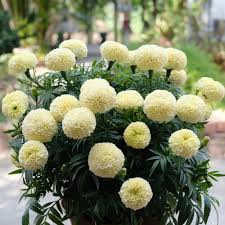 Image result for Tagetes erecta