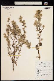 Image result for Blumea axillaris