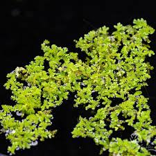 Image result for Azolla filiculoides