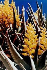 Image result for Aloidendron