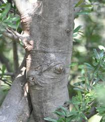 Image result for Boscia filipes