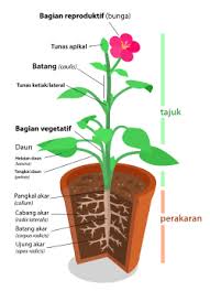 Buku morfologi tumbuhan ini dipersiapkan untuk menjadi buku penunjang pada mata kuliah morfologi dan taksonomi tumbuhan. Morfologi Tumbuhan Undaris Center Of Online Subject