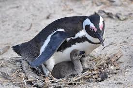 Penguins are the main and only playable species of club penguin rewritten. African Penguin San Diego Zoo Animals Plants
