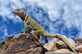 Eastern collared lizards are green/blue in colour, often with yellow markings, the males being brightly coloured and the females invariably duller greyish green/beige/grey. Royalty Free Collared Lizard Photos Free Download Pxfuel