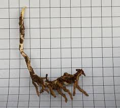 Image result for Epipactis africana