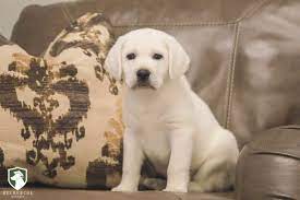 Find yellow labrador retriever puppies and dogs from a breeder near you. Recherche Labs Trained Labrador Retriever Puppies For Sale