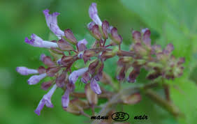 Image result for Orthosiphon thymiflorus