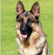 Registered German Shepherd Dog Breeders In Adelaide