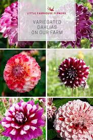Pin On Dahlias On Our Farm