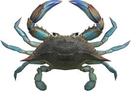 To read more about red king crab fishing. Gazami Crab Animal Crossing Wiki Nookipedia