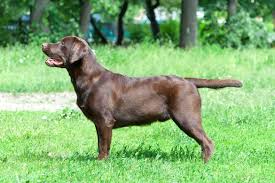 According to registration statistics recently released by the american kennel club® (akc), the labrador retriever is the most popular purebred dog in the greater baltimore area. Chocolate Lab Your Go To Guide To The Chocolate Labrador Retriever 2021