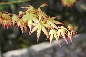 1500 x 1125 jpeg 758 кб. Japanese Maples Not Leafing Out Reasons For No Leaves On Japanese Maple Trees
