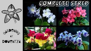 Image result for Streptocarpus myoporoides
