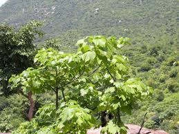 Image result for Gyrocarpus