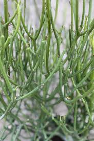Image result for Euphorbia tirucalli