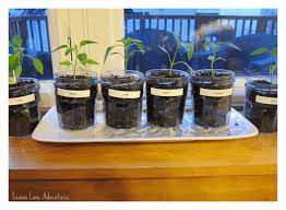 Plants release excess water from their body. Experiments For Kids Effecting Plant Growth