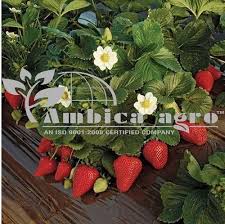 Strawberry root strawberry plants strawberry growth planting strawberry strawberry field harvest strawberry roots berries plant berry plant strawberry seedlings strawberry seedling. Strawberry Plants For Fruits Rs 13 Piece Shayona Biotech Private Limited Id 16345048733