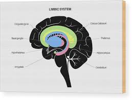Image result for Limbic System